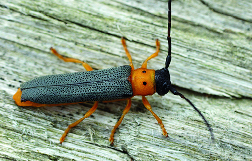 Muzeum jihovýchodní Moravy ve Zlíně