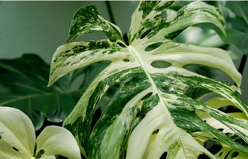 happyplant 